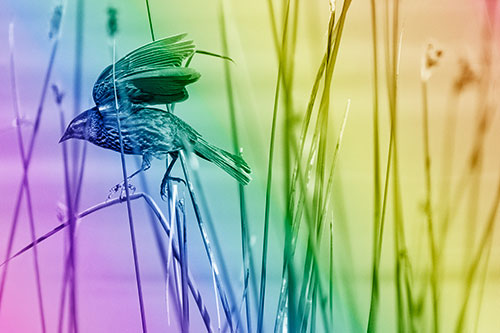 Cattail Jumping Female Red Winged Blackbird (Rainbow Shade)