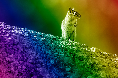 Chipmunk Standing Atop Sloping Fungi Rock (Rainbow Shade Photo)