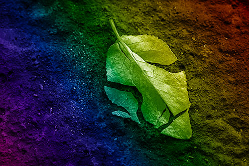 Chipped Leaf Face Rests Atop Pavement (Rainbow Shade)