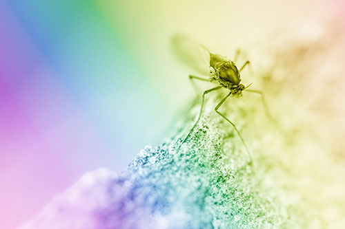 Chironomid Midge Fly Standing Along Rock Edge (Rainbow Shade Photo)