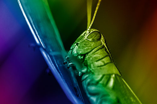 Climbing Grasshopper Crawls Upward (Rainbow Shade Photo)