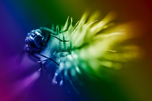 Cluster Fly Rides Plant Top Among Wind (Rainbow Shade Photo)