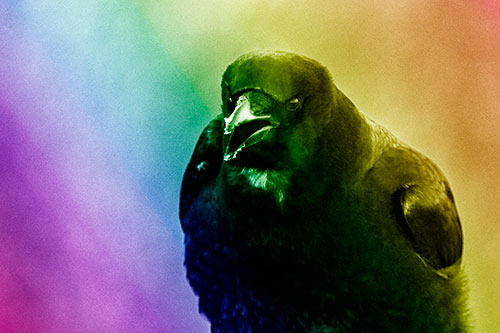 Cold Snow Beak Crow Cawing (Rainbow Shade Photo)