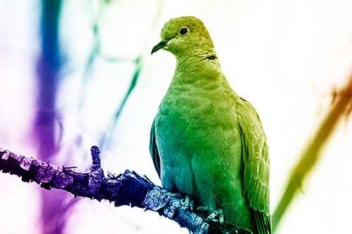 Collared Dove Perched Atop Peeling Tree Branch (Rainbow Shade Photo)
