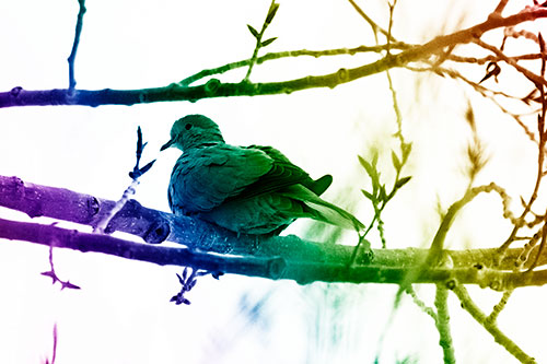 Collared Dove Sitting Atop Tree Branch (Rainbow Shade Photo)