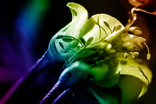 Columbine Flower Face Embracing Sunlight (Rainbow Shade)