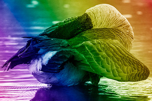 Contorting Canadian Goose Playing Peekaboo (Rainbow Shade Photo)