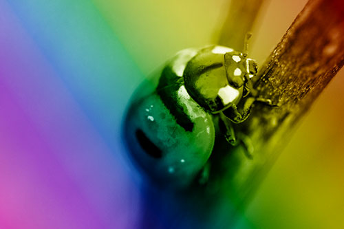 Crawling Ladybug Climbing Up Plant Stem (Rainbow Shade Photo)