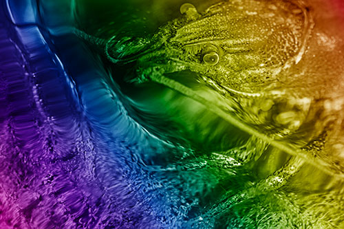 Crayfish Swims Against Rippling Water (Rainbow Shade Photo)