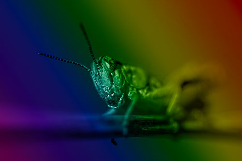 Crouching Grasshopper Gripping Onto Grass Blade (Rainbow Shade)