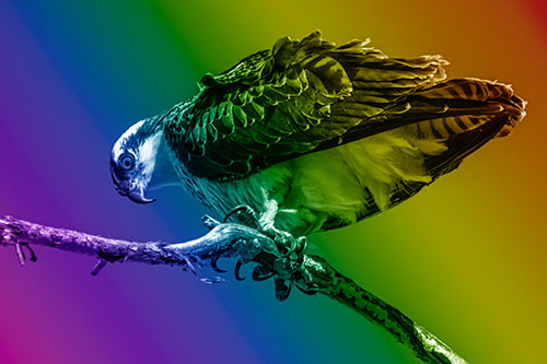 Crouching Osprey Hawk Looking Below Shredded Tree Branch (Rainbow Shade)