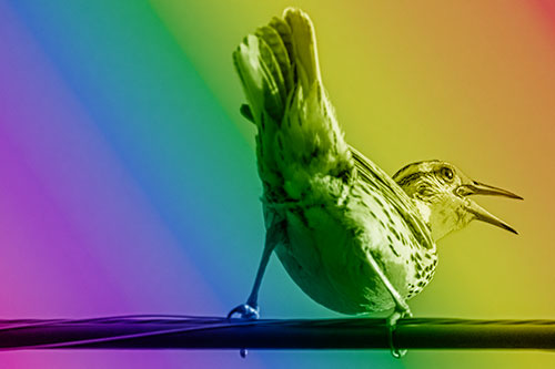 Crouching Western Meadowlark Singing Towards Sunlight (Rainbow Shade)