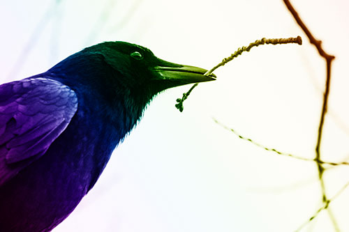 Crow Clasping Stick Among Tree Branches (Rainbow Shade Photo)