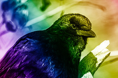 Crow Enjoys Sunshine Atop Broken Tree Branch (Rainbow Shade Photo)