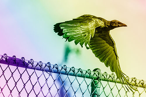 Crow Flying Over Chain Link Fence (Rainbow Shade)