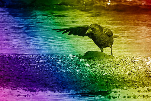Crow Pointing Upstream Using Wing (Rainbow Shade Photo)