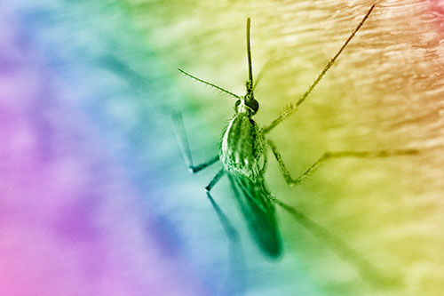 Culex Pipien Mosquito Resting Vertically (Rainbow Shade Photo)