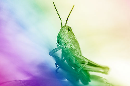 Curious Crouching Grasshopper Perched Atop Leaf Petal (Rainbow Shade)