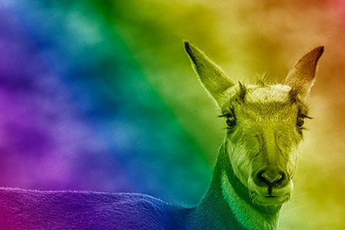 Curious Pronghorn Staring Across Roadway (Rainbow Shade)