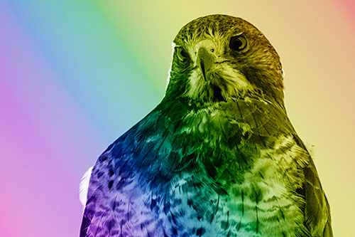 Curious Rough Legged Hawk Eying Intruder Below (Rainbow Shade)