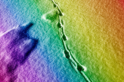 Curving Animal Footprint Trail Dragging Along Snow (Rainbow Shade Photo)