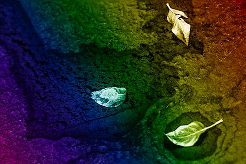 Damp Leaf Face Rests Atop Wet Desiccating Pavement (Rainbow Shade)