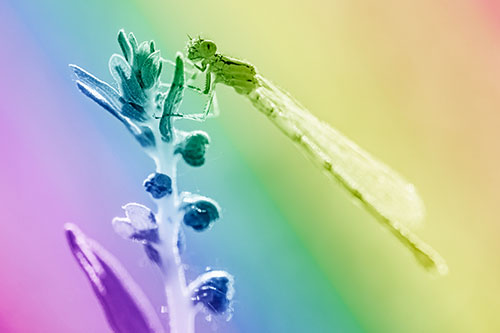 Damselfly Clings Ahold Plant Top (Rainbow Shade)