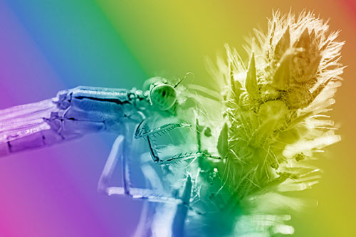 Damselfly Perched Among Fuzzy Plant (Rainbow Shade)