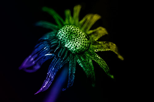 Dead Dewy Rotting Salsify Flower (Rainbow Shade Photo)
