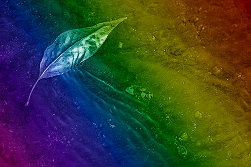 Dead Floating Leaf Creates Shallow Water Ripples (Rainbow Shade Photo)