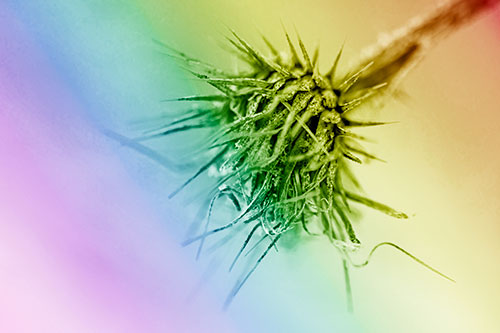 Dead Frigid Spiky Salsify Flower Withering Among Cold (Rainbow Shade Photo)