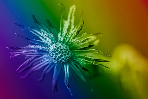 Dead Frozen Ice Covered Aster Flower (Rainbow Shade)