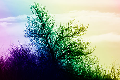 Dead Leafless Tree Standing Tall (Rainbow Shade Photo)