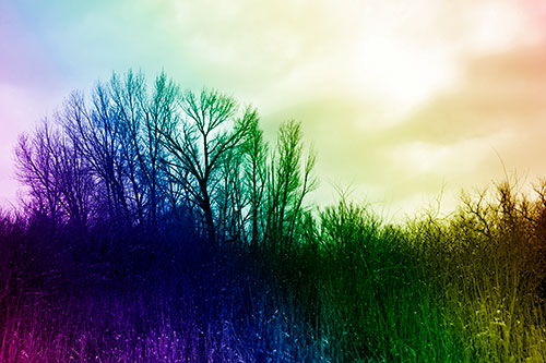 Dead Winter Tree Clusters Among Tall Grass (Rainbow Shade Photo)