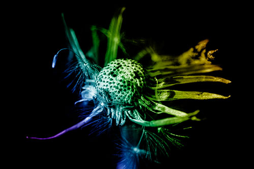Decaying Seed Toothed Dandelion Creature (Rainbow Shade)