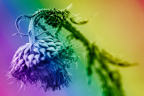 Depressed Slouching Thistle Dying From Thirst (Rainbow Shade Photo)