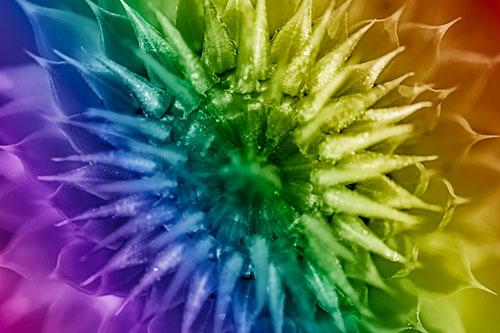 Dew Drops Cover Blooming Thistle Head (Rainbow Shade Photo)