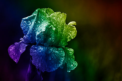 Dew Face Appears Among Wet Iris Flower (Rainbow Shade Photo)