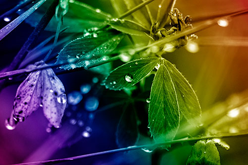 Dew Water Droplets Clutching Onto Leaves (Rainbow Shade Photo)