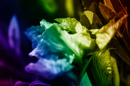 Dewy Iris Flower Creature Face (Rainbow Shade Photo)