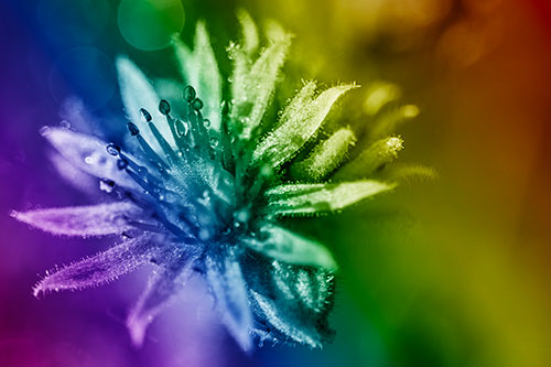 Dewy Spiked Sempervivum Flower (Rainbow Shade Photo)