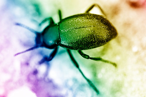 Dirty Shelled Beetle Among Dirt (Rainbow Shade Photo)