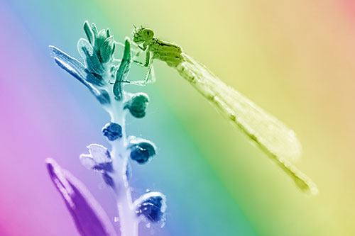 Dragonfly Clings Ahold Plant Top (Rainbow Shade Photo)