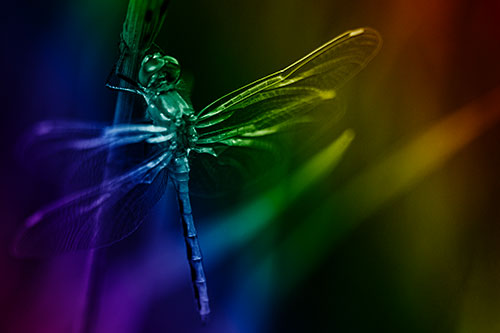 Dragonfly Grabs Ahold Grass Blade (Rainbow Shade Photo)