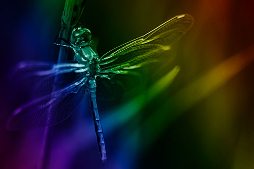 Dragonfly Grabs Ahold Grass Blade (Rainbow Shade)