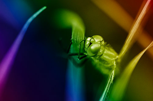 Dragonfly Hugging Grass Blade Tightly (Rainbow Shade Photo)