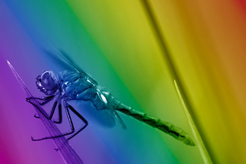 Dragonfly Perched Atop Sloping Grass Blade (Rainbow Shade)
