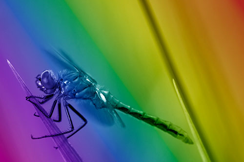 Dragonfly Perched Atop Sloping Grass Blade (Rainbow Shade Photo)