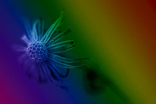 Dried Curling Snowflake Aster Among Darkness (Rainbow Shade Photo)