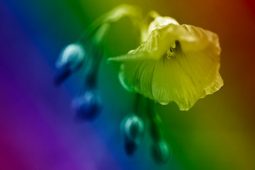 Droopy Flax Flower During Rainstorm (Rainbow Shade Photo)